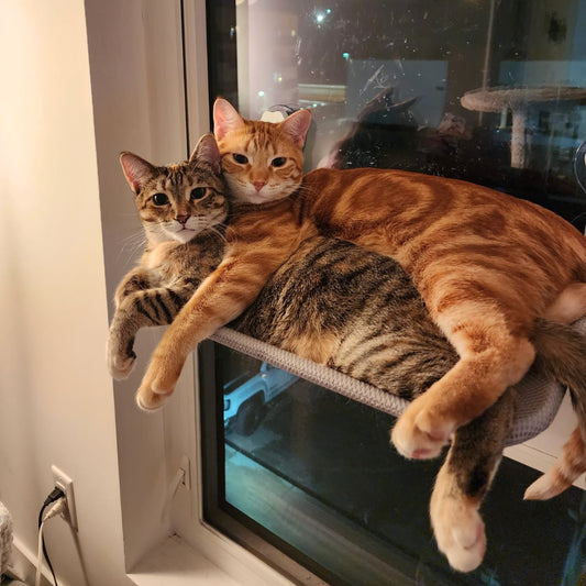 Cozy Cat Window Hammock